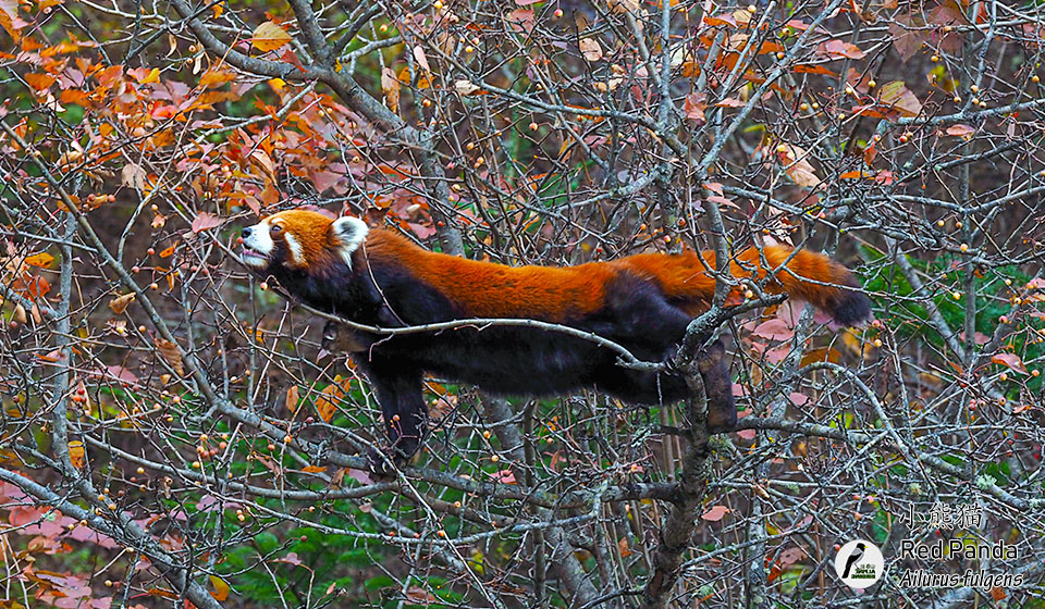 小熊猫-Red-Panda-(Ailurus-fulgens)
