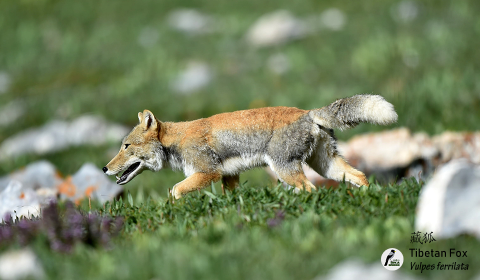 藏狐--Tibetan-Fox--(Vulpes-ferrilata)
