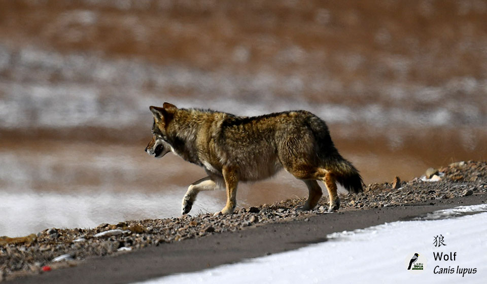 狼-Wolf--(Canis-lupus)