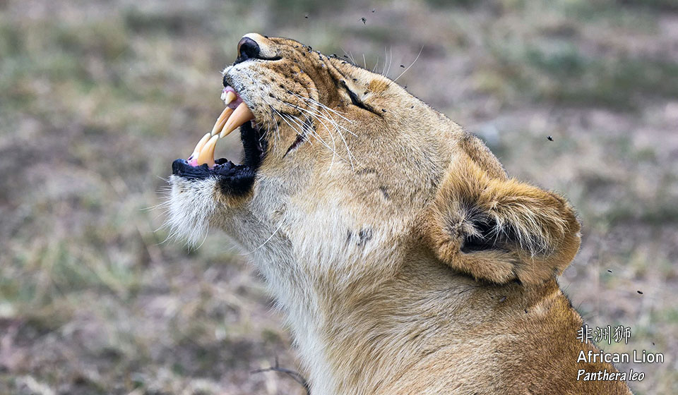 非洲狮-African-Lion--(Panthera-leo)