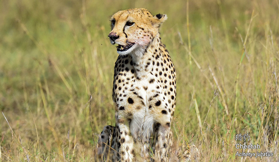 猎豹--Cheetah--(Acinonyx-jubatus)