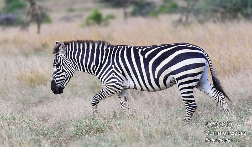 平原斑马---Common-Zebra--(Equus-quagga)