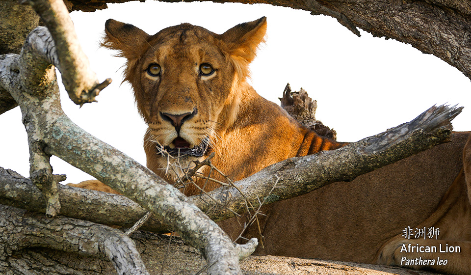 非洲狮-African-Lion--(Panthera-leo)-(1)