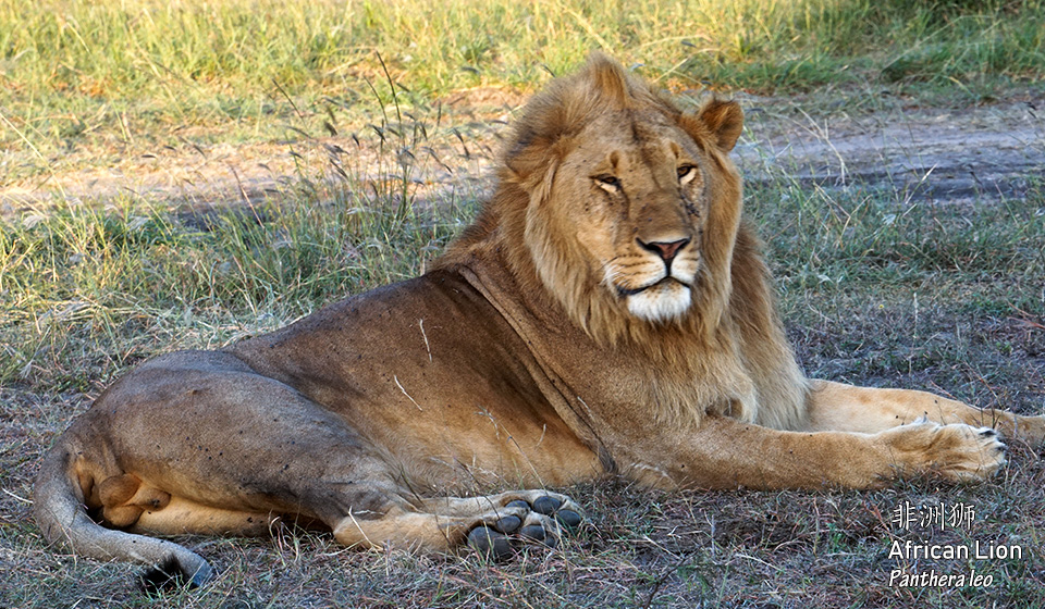 非洲狮-African-Lion--(Panthera-leo)-(3)