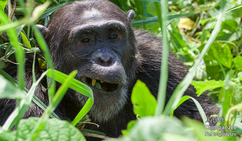 黑猩猩-Chimpanzee-(Pan-troglodytes)