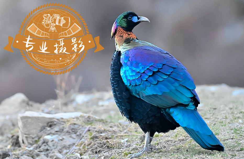 14天 • 四川北部经典观鸟