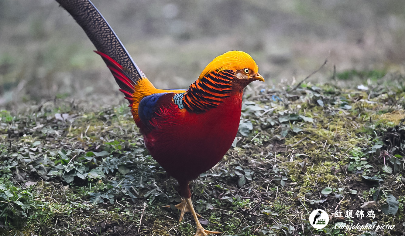 红腹锦鸡