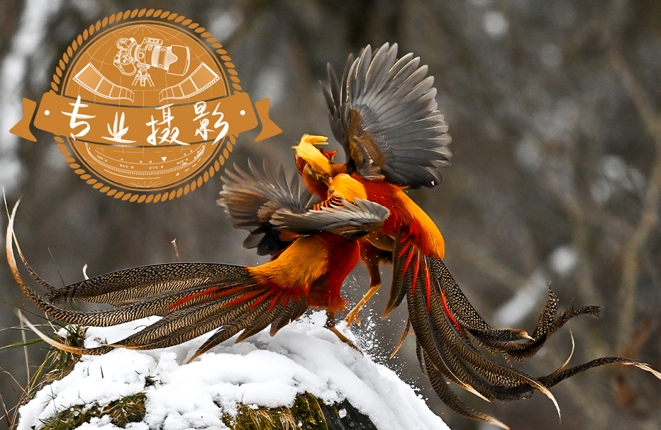 13天 • 雉类摄影之旅