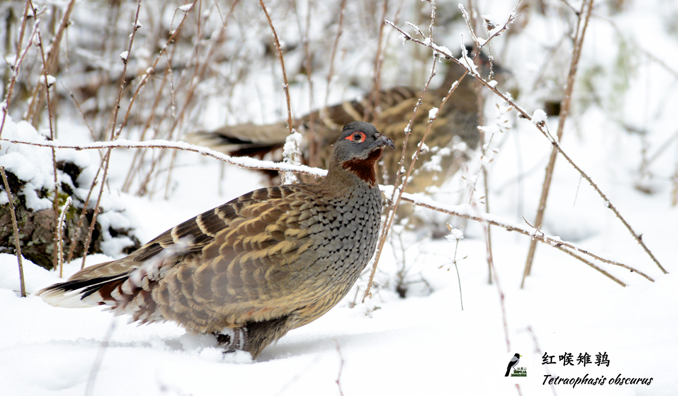 红喉雉鹑