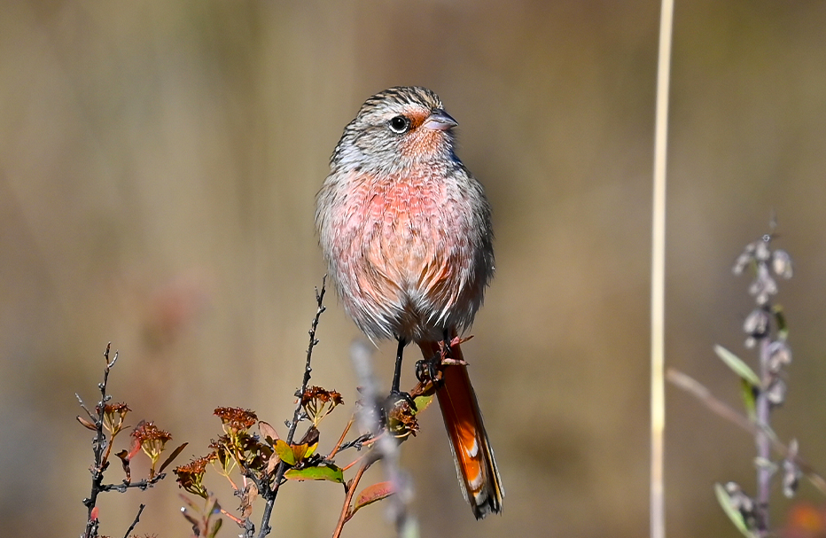 11天•青海经典观鸟