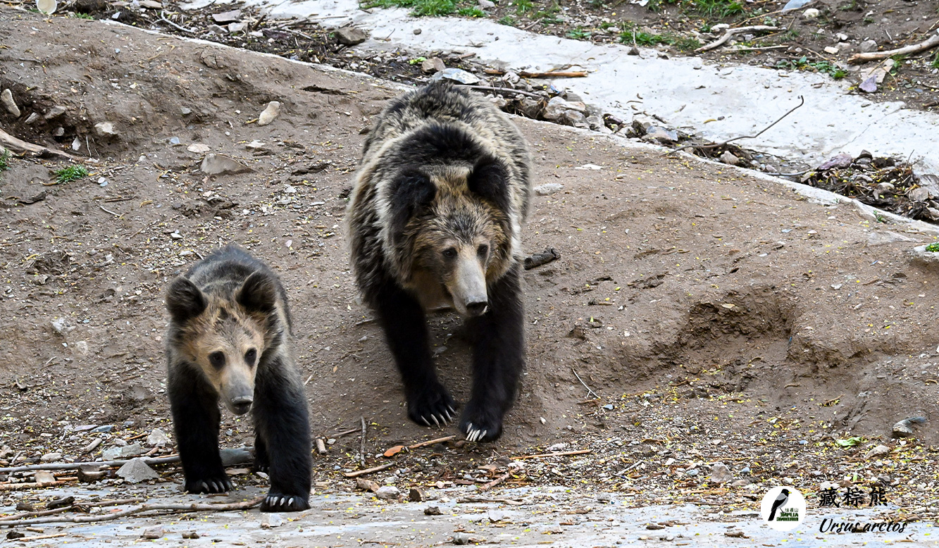 藏棕熊
