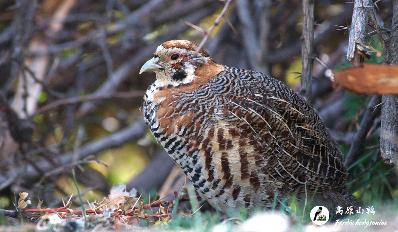 高原山鹑