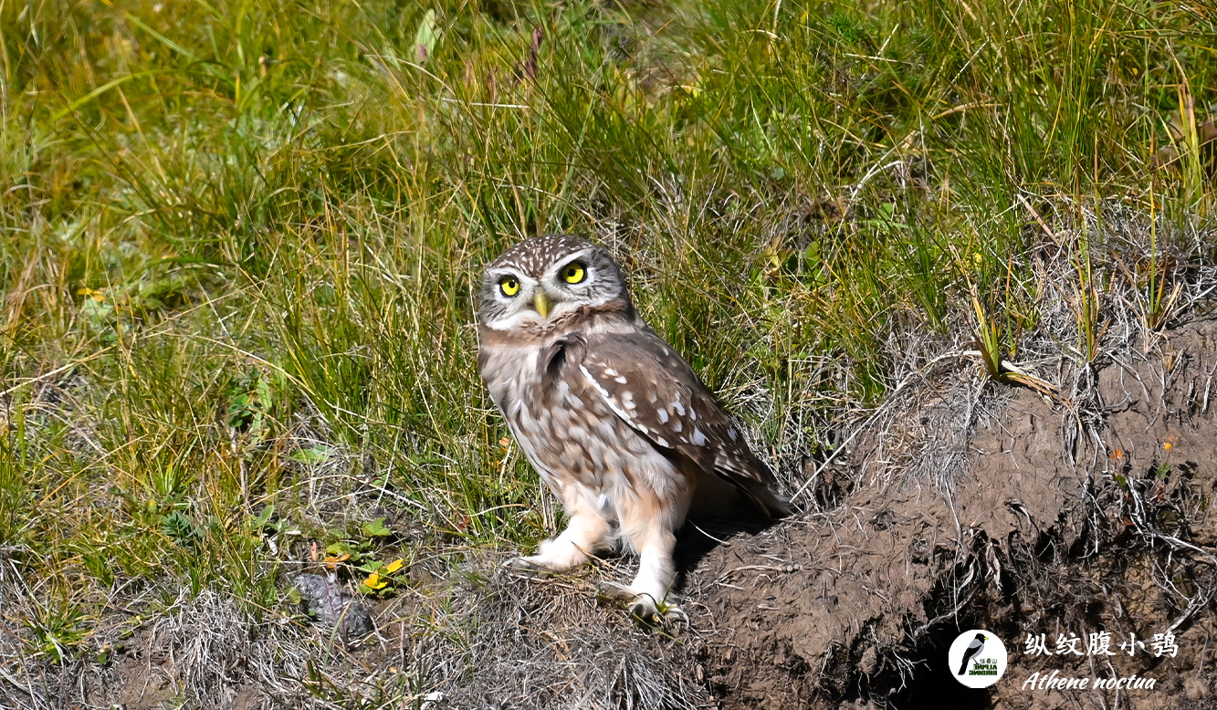 纵纹腹小鸮