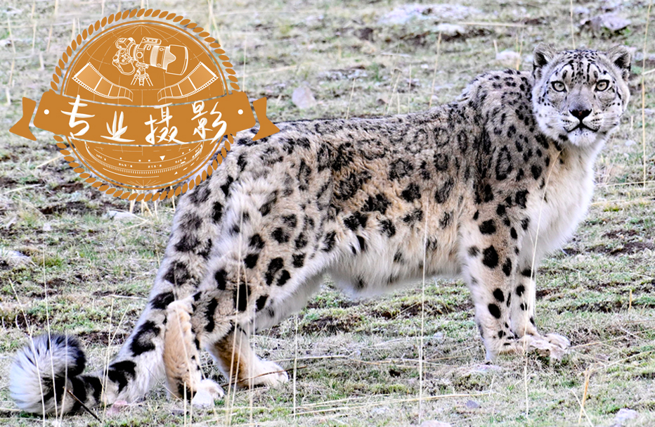 9天 • 青海雪豹摄影