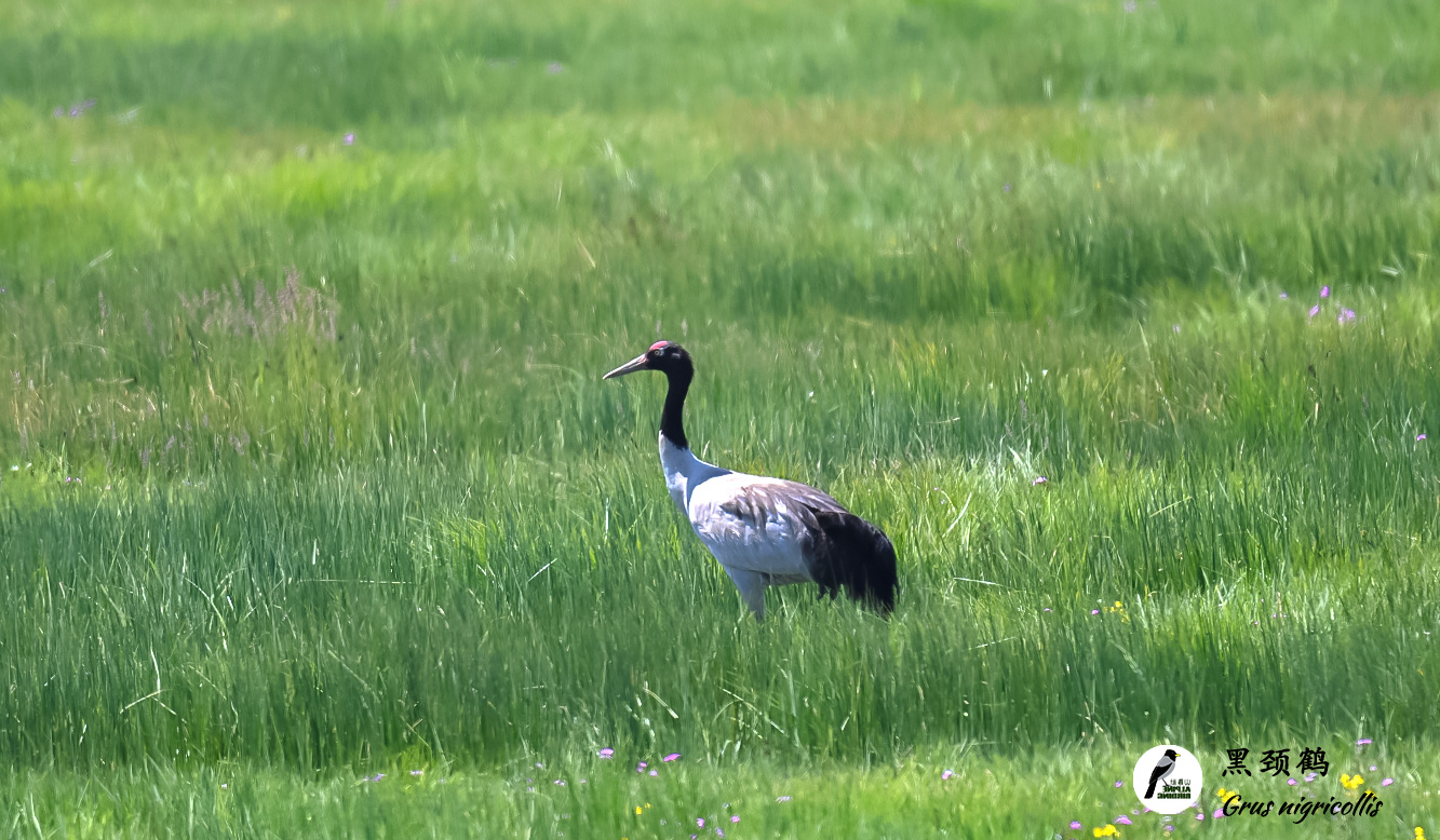 黑颈鹤1