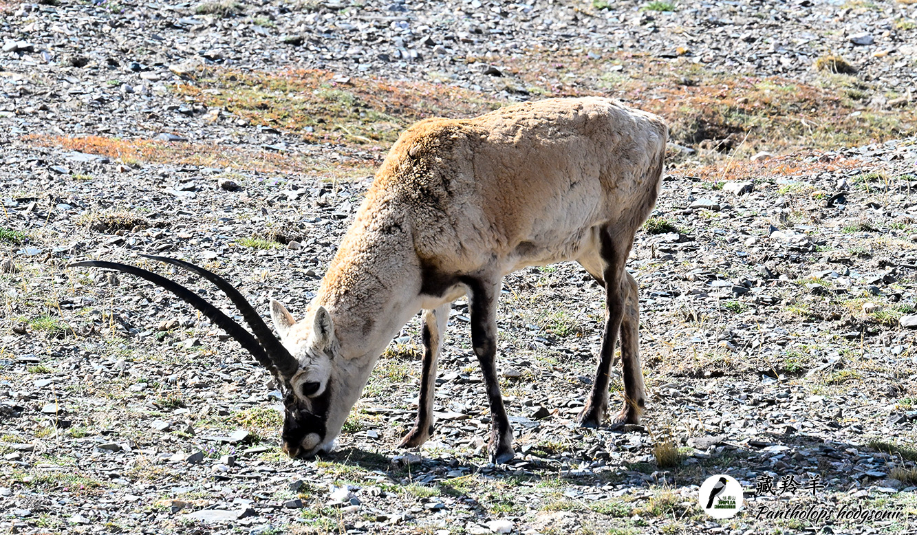 藏羚羊