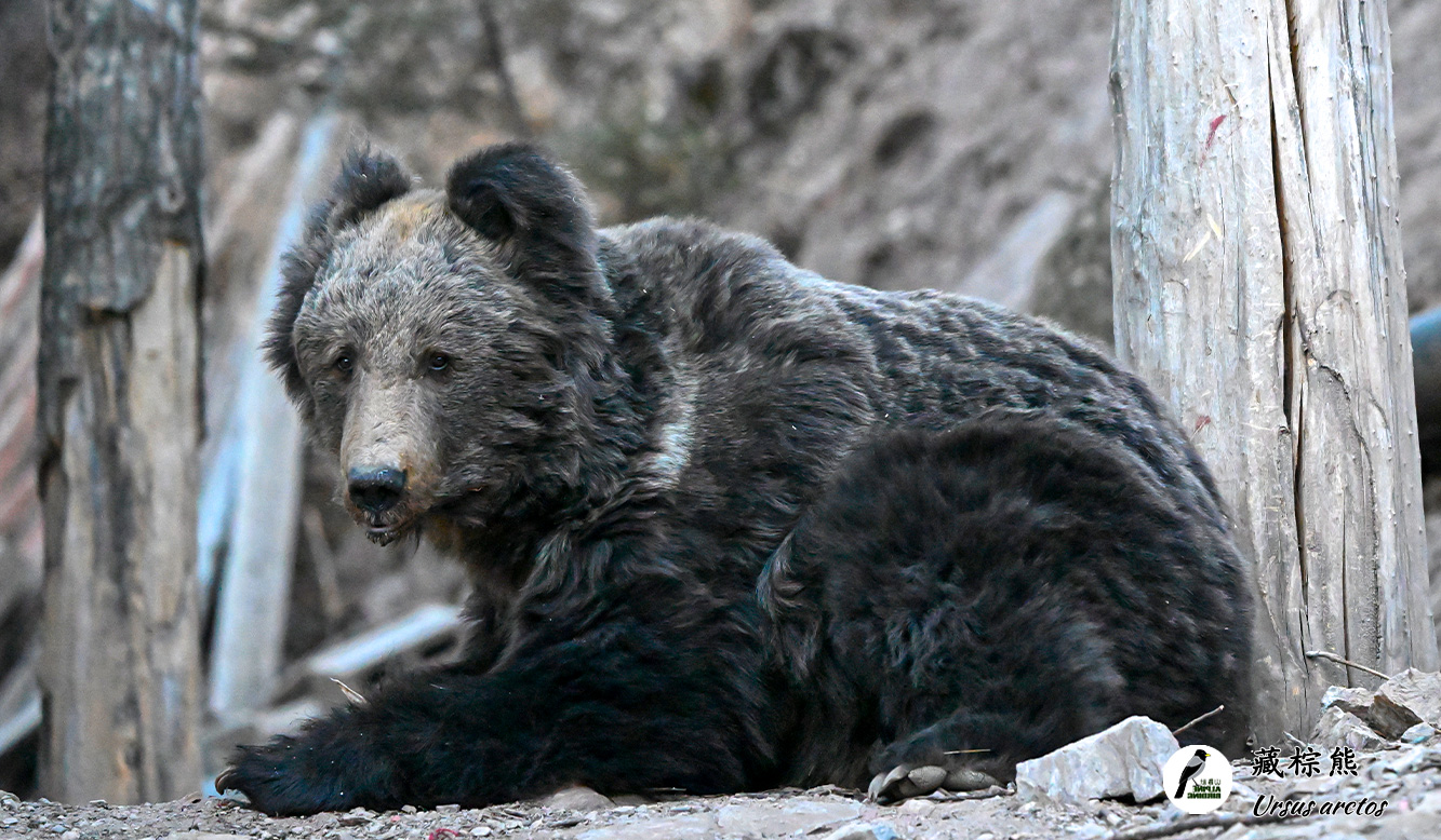 藏棕熊