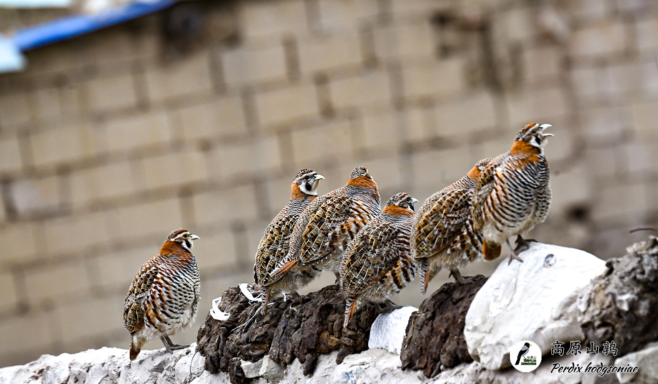 高原山鹑