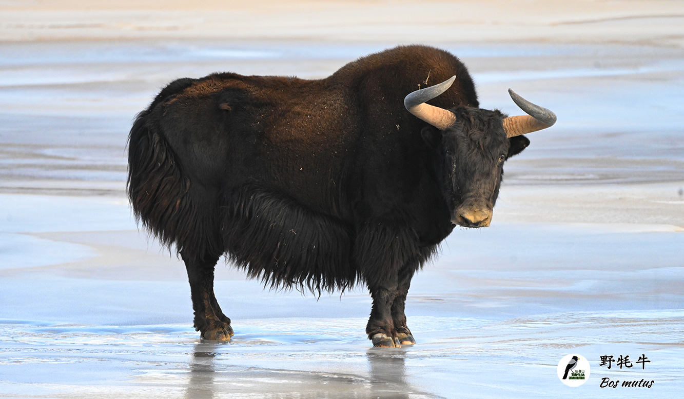 野牦牛