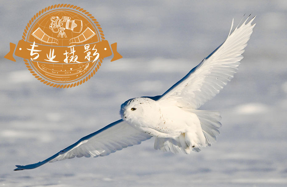 8天 • 内蒙古猫头鹰摄影之旅