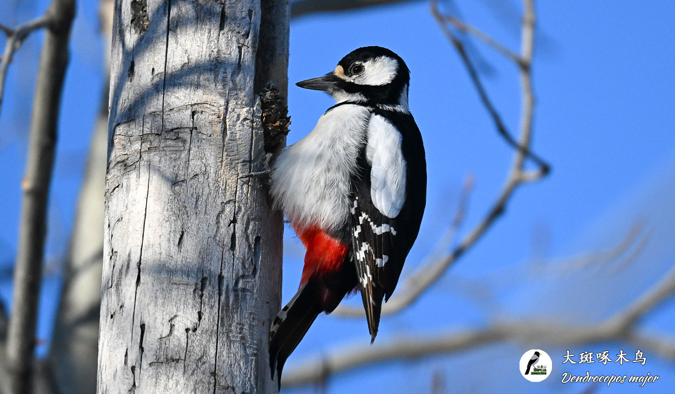 大斑啄木鸟