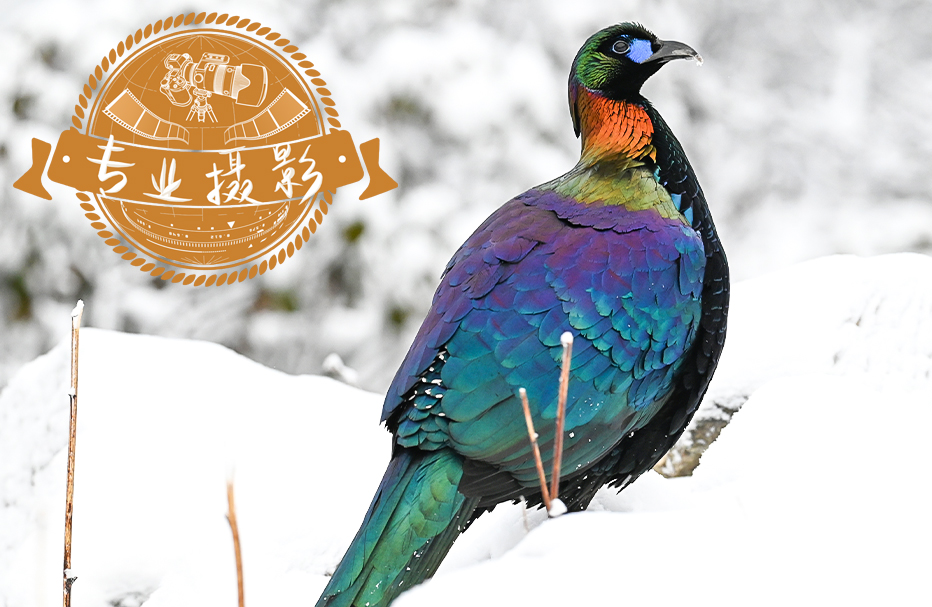 14天 • 四川北部经典观鸟