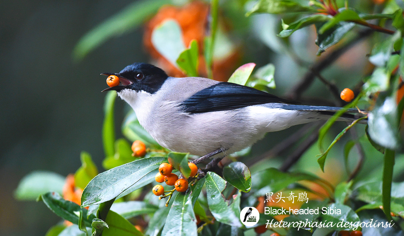 黑头奇鹛