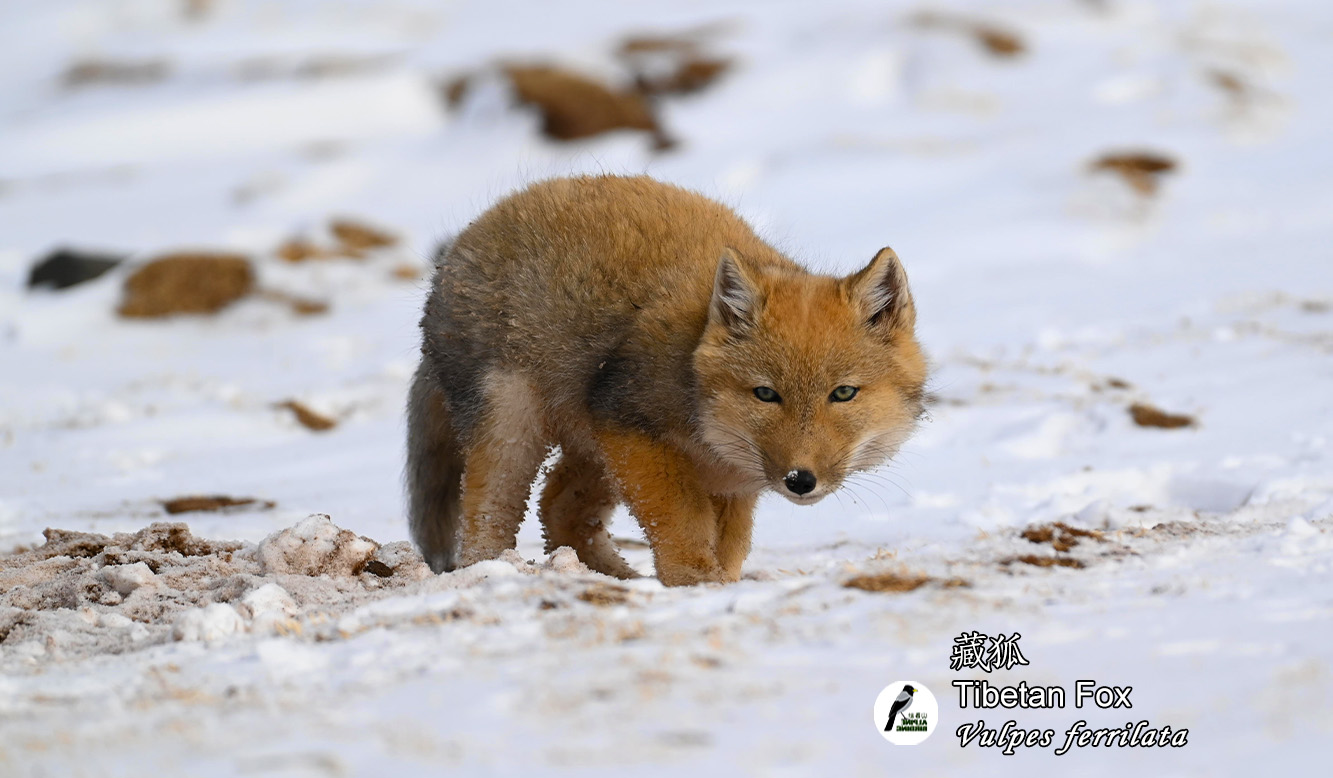 藏狐